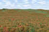 Subligna_4-6.jpg (348135 bytes)
